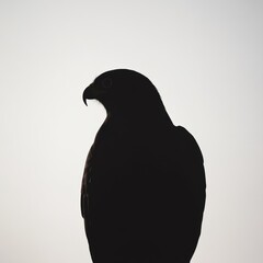 Canvas Print - A silhouette of a hawk against a bright sky.