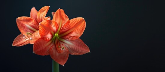 Poster - Bird s eye view angle photograph showcasing a blooming orange amaryllis flower with ample copy space image