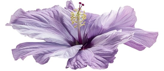 Aufkleber - Purple Hibiscus syriacus flower on white backdrop with copy space image