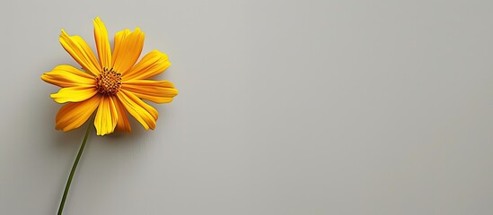 Poster - A solitary vibrant yellow flower against a plain background with space for text or design known as a copy space image