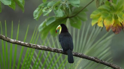 Wall Mural - mexico wildlife. keel-billed toucan, ramphastos sulfuratus, bird with big bill sitting on branch in 