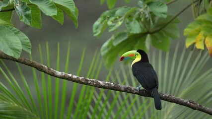 Wall Mural - mexico wildlife. keel-billed toucan, ramphastos sulfuratus, bird with big bill sitting on branch in 
