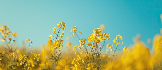 Wall Mural - Close up image of ripe rapeseed plant pods in a mustard field with a backdrop of the blue sky boasting copy space image