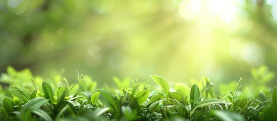 Aufkleber - Fresh green nature background with blur a beautiful copy space image for backgrounds