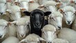 © prime stock - Concealed Individuality – The Black Sheep’s Struggle in a Collective Mindset