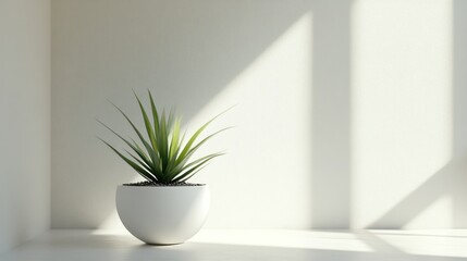 Wall Mural - White Potted Plant with Green Leaves in Sunlight Against White Wall