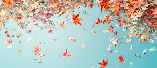 Aufkleber - In the fall season maple leaves transform into a beautiful array of colors against copy space images portraying nature s stunning transformation