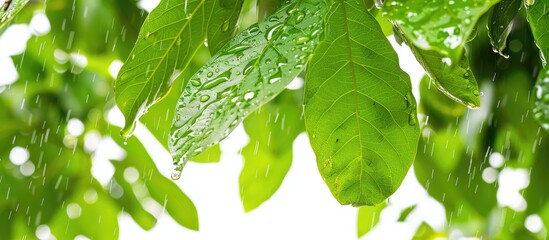 Fototapete - Close up of a walnut tree with vibrant green leaves and raindrops isolated on a white background perfect as a botanical backdrop with room for text in the image. Creative banner. Copyspace image