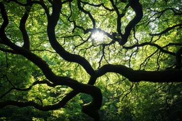Aufkleber - This image captures the essence of nature, where sunlight gently filters through the dense green leaves and branches, casting a peaceful and enchanting glow.