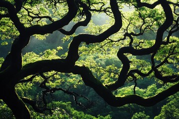 Poster - A breathtaking view of tree limbs branching out to form a green, serene canopy, bathed in sunlight, representing the timeless beauty and tranquility of nature.