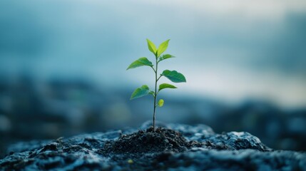 Canvas Print - A Single Sprout Emerging from Dark Soil Against a Blue Background