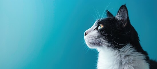 Poster - A cat with black and white fur is pictured against a blue and white backdrop in a copy space image