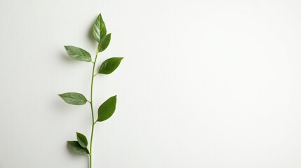 Wall Mural - A Single Stem with Green Leaves Against a White Background