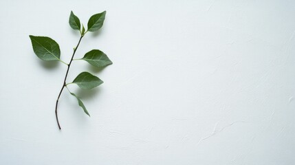 Sticker - A Single Twig with Green Leaves on a White Textured Surface