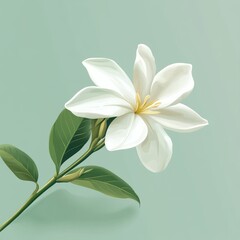 Sticker - vector graphic of a white jasmine flower