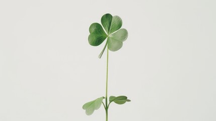 Wall Mural - A single leafed plant in a small vase sits on a table