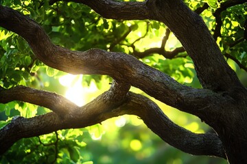 Poster - Sunlight filters through the dense foliage of a tree, casting a beautiful glow and highlighting the intricate details of the forest canopy in a peaceful, natural setting.