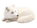 a white fox lying down