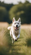 © Galeno - energetic dog running full speed grassy field