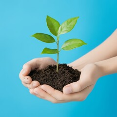 Canvas Print - Close-up of hands holding a small green plant with soil against a bright blue background.