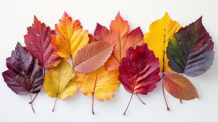 Wall Mural - Bunch of different colored leaves on a white background