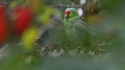 Sticker - Costa Rica wildlife. parrot in the habitat. Red-lored Parrot, Amazona autumnalis, portrait of light green parrot with red head, Costa Rica. Wildlife scene from tropical nature.