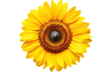 Sunflower in mid-bloom with a large, isolated on white background