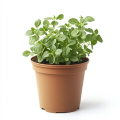 Wall Mural - a potted oregano plant