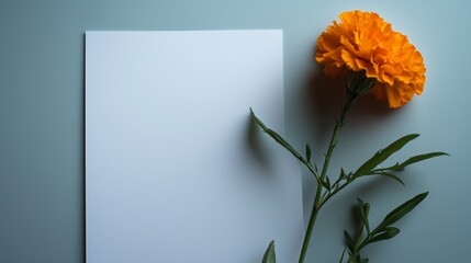 Wall Mural - Vibrant orange marigold bloom placed beside a blank white sheet of paper on a soft blue background in natural light