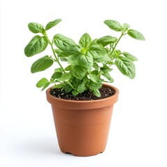 Canvas Print - a potted oregano plant