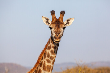 Giraffe head and neck isolated against blue sky