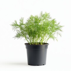 Canvas Print - a potted dill plant