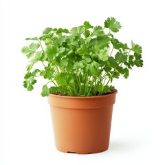 a potted cilantro plant