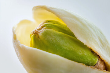 Close up detail macro shot of roasted pistachio nut in shell, against bright white background.