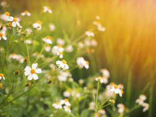 Wall Mural - white wild grass flower and green leaves
