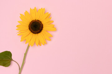 Blooming sunflower on a pink background. Place for text.