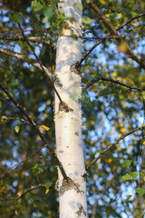 Tranquil autumn nature background in a sunset light. Birch trees.