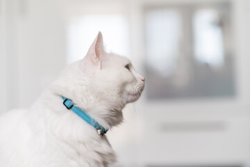 Poster - The white cat attentively watches its surroundings from a cozy indoor space, enjoying the warm sunlight