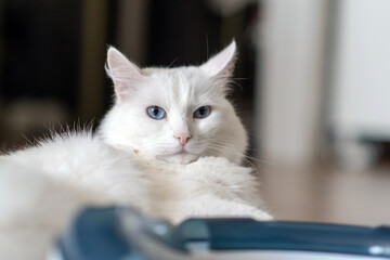 Poster - A white cat rests comfortably on the floor, gazing calmly with piercing blue eyes in a warm and inviting room