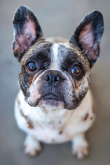 Canvas Print - A small dog looking up at the camera