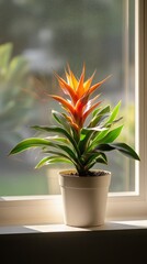 a potted bromeliad plant by the window in minimalist style of indoor plants