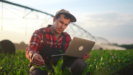 Poster - corn agriculture. a male farmer works on a laptop in a field with green corn sprouts. corn is watered by lifestyle irrigation machine. irrigation agriculture business concept