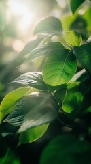 Poster - Sunlit green leaves close-up, nature and growth concept