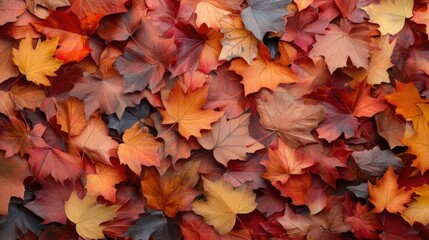 Wall Mural - Colorful maple leaves background, beginning of autumn,  fall backdrop