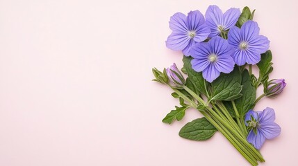 Poster - Delicate Purple Flowers on Pink Background