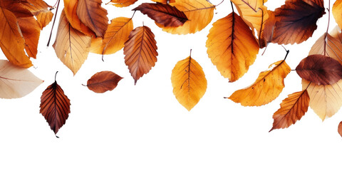 Wall Mural - png autumn leaves backgrounds plant leaf.