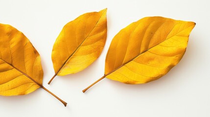 Close up of yellow leaves isolated on white background