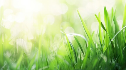 Close up photo of a soft green grass blade with a blurred background displaying the beauty of nature in spring