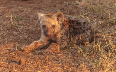 Wall Mural - young spotted hyena (crocuta crocuta) lying on the ground