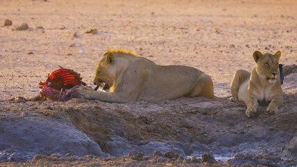 Wall Mural - male lion (panthera leo) feeding on the carcass of a killed animal, etosha national park namibia